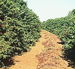 Cafezal - detalhe de linha de plantio