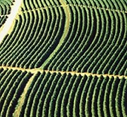 Cafezal - vista aérea